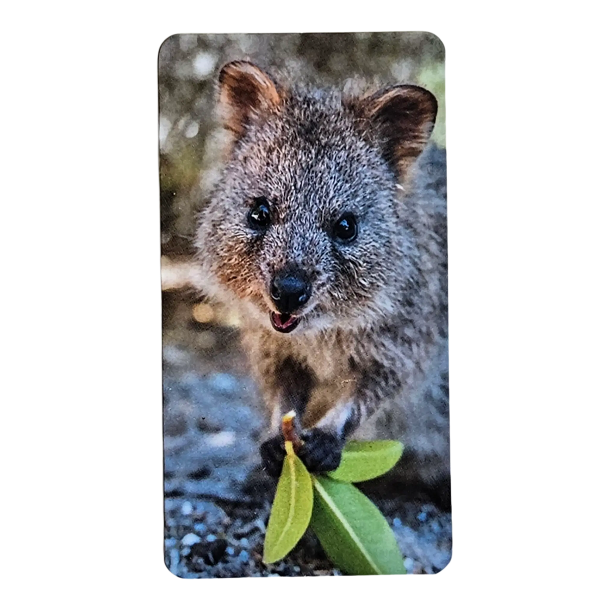 Bearbrick Series 46 Animal "Quokka" 100% SECRET Begleitkarte