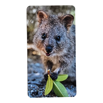 Bearbrick Series 46 "Quokka" 100% SECRET Begleitkarte